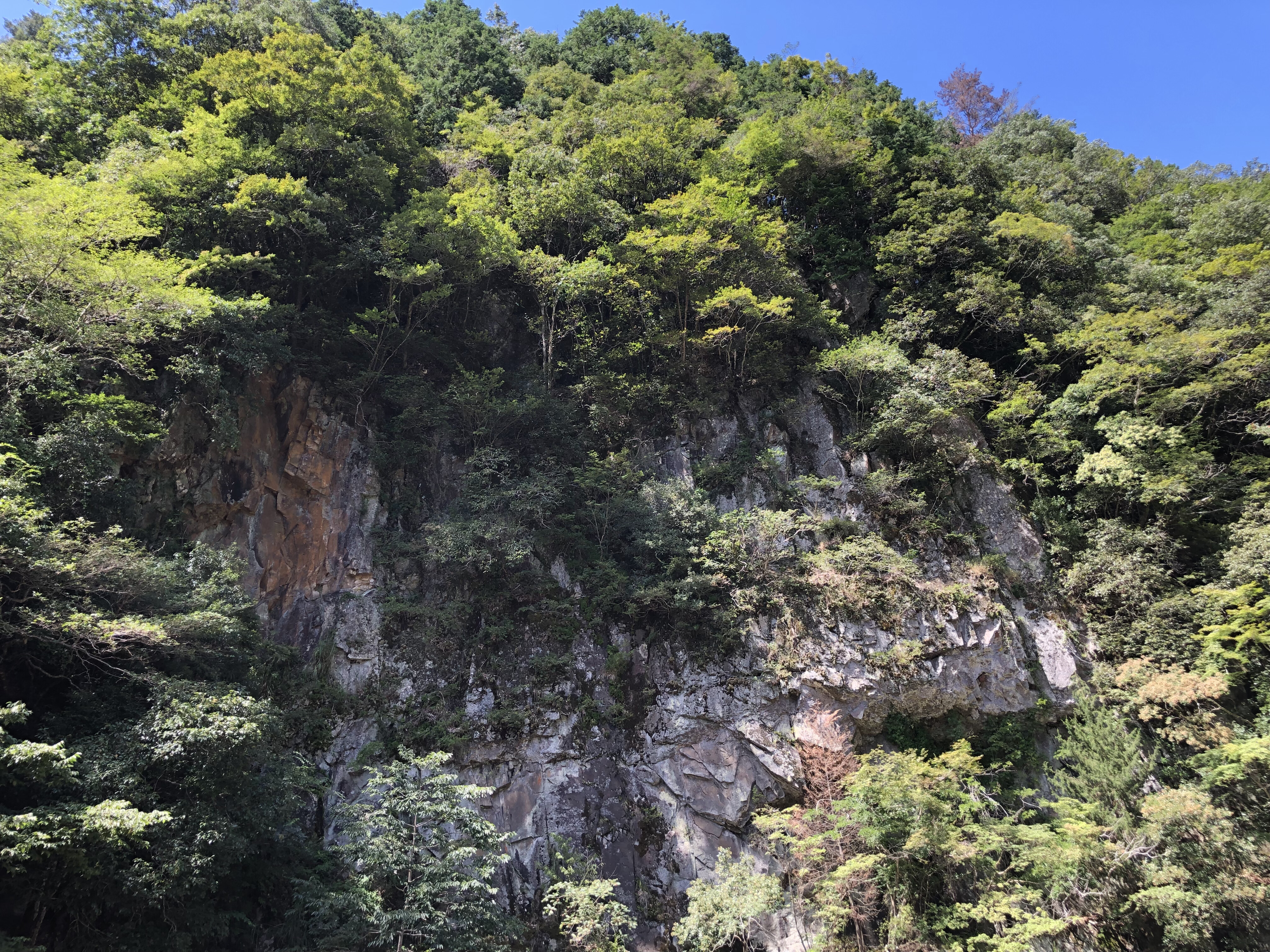 室生檜、杉林岩壁 (2) | 奈良県香芝市 寿正庵株式会社